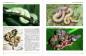 Preview: Boa constrictor